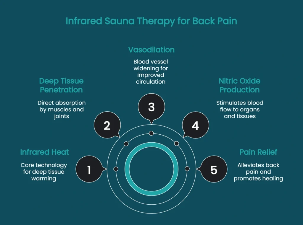 Diagram showing how infrared sauna therapy supports back pain relief through deep tissue warming, vasodilation, nitric oxide production, and cellular heat stress responses.