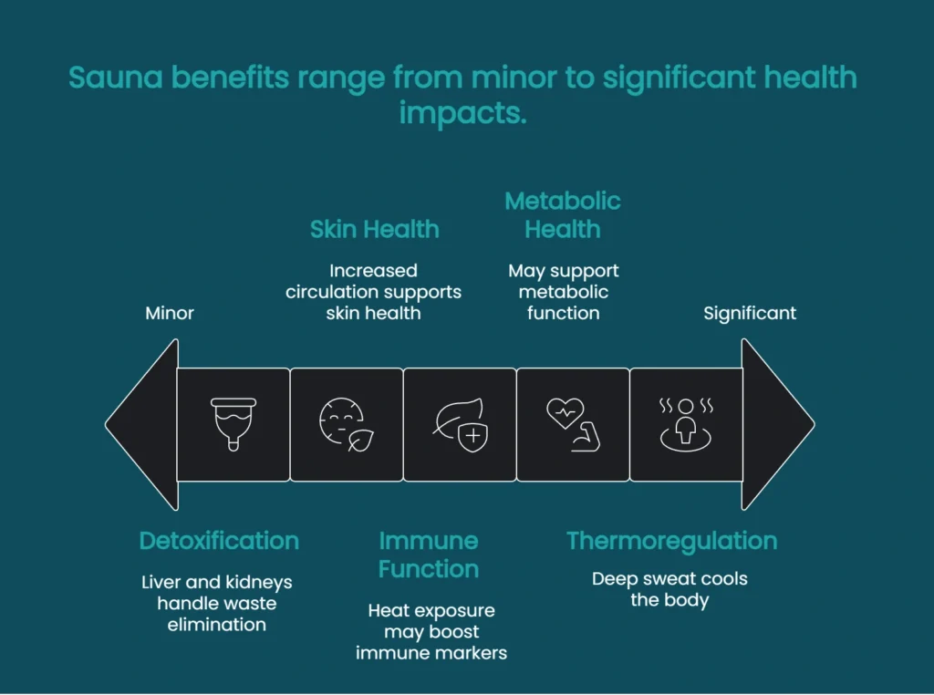 Visual scale illustrating sauna benefits from thermoregulation and skin circulation to metabolic and immune support.