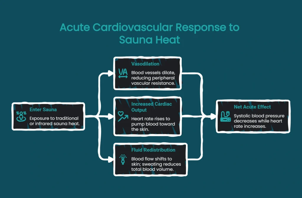 Diagram showing acute cardiovascular response to sauna heat: vasodilation, cardiac output, blood pressure change