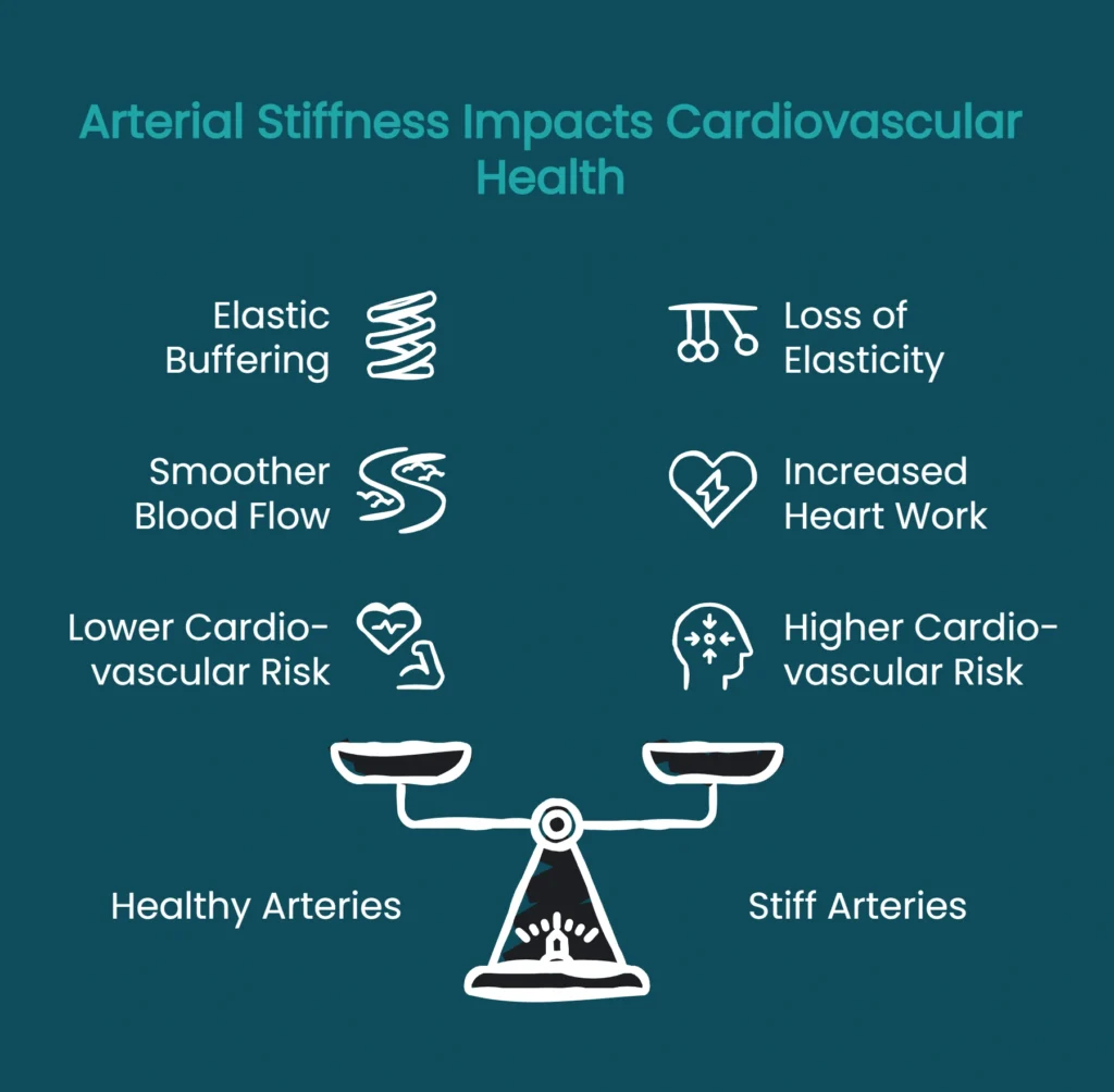 Diagram comparing healthy versus stiff arteries showing how arterial elasticity affects cardiovascular risk and heart workload
