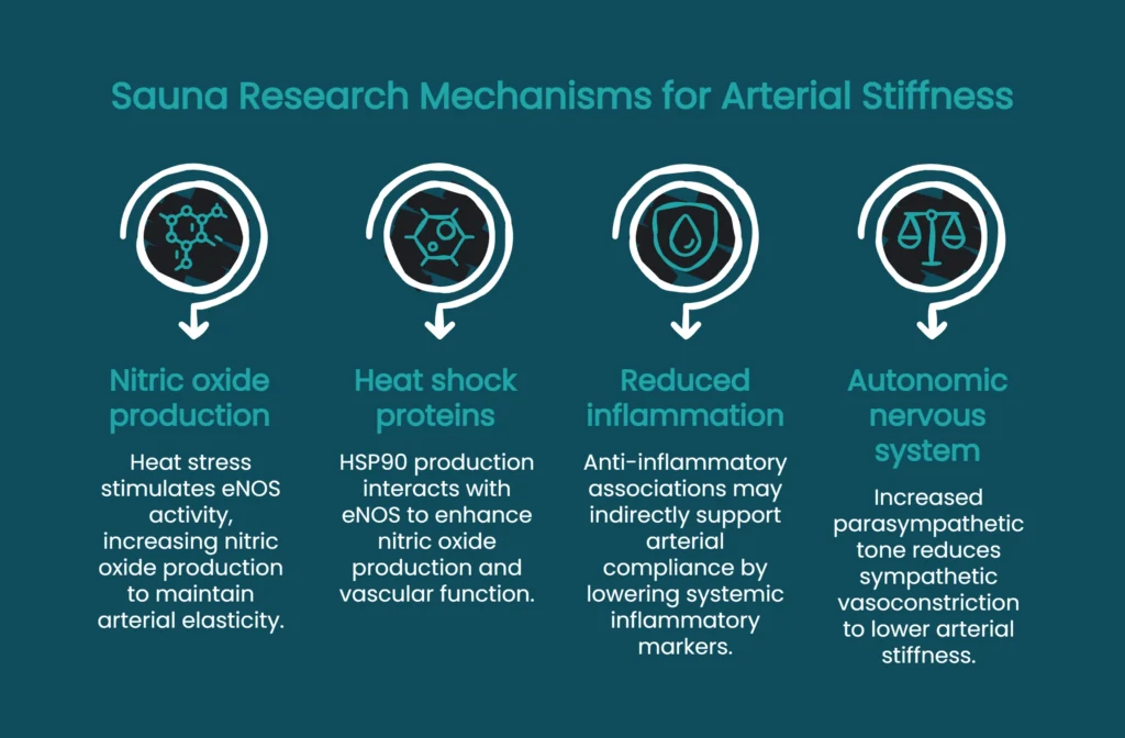 Diagram showing sauna mechanisms for arterial stiffness: nitric oxide, heat shock proteins, inflammation, autonomic tone
