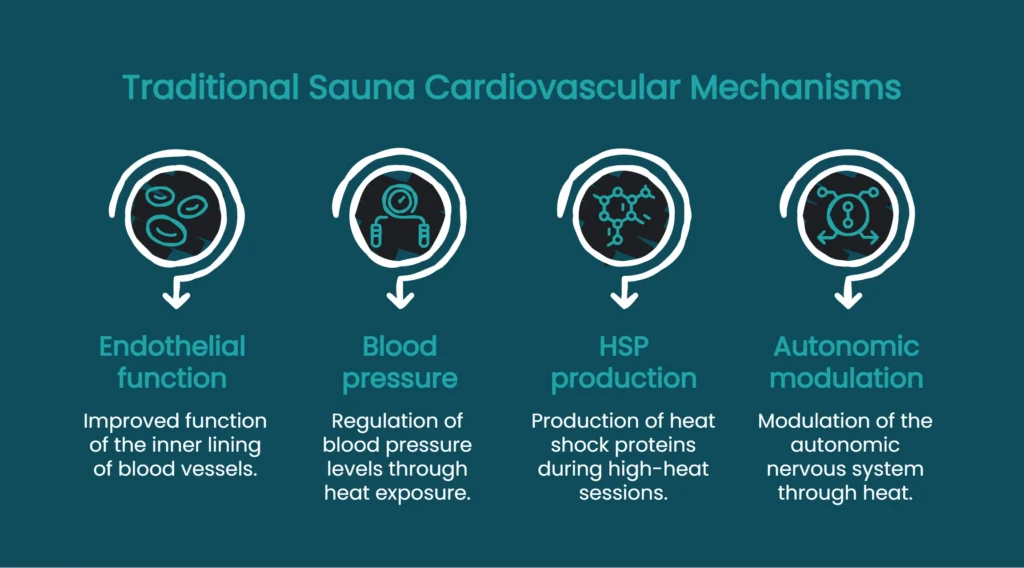 Diagram showing traditional sauna cardiovascular mechanisms: endothelial function, HSP production, autonomic modulation